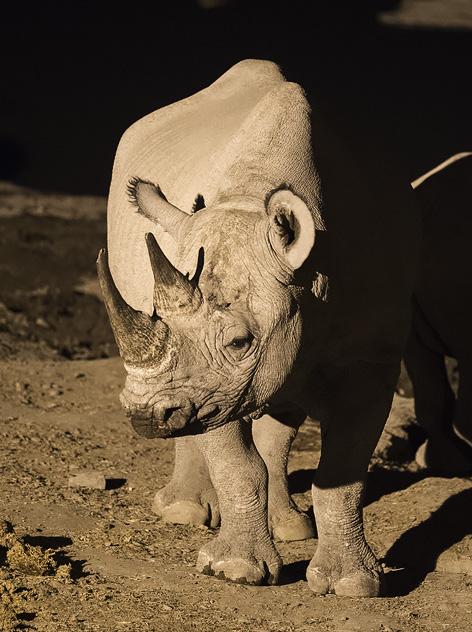 Toisinaan Etoshassa safariretkeilyyn sisältyy myös paljon tilanteiden odottelua vesipaikoilla.