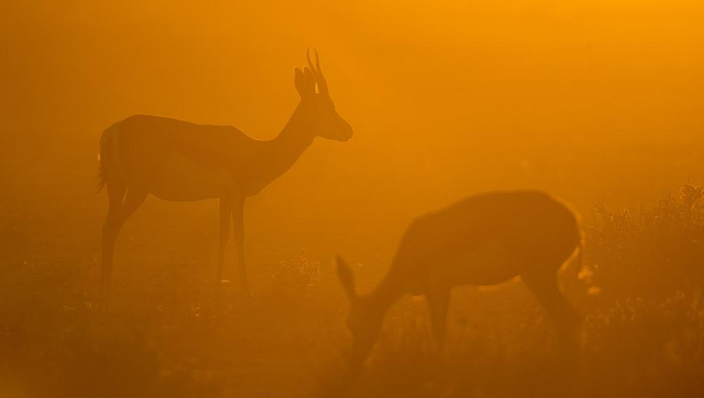 Pe 20.9.2019 Etosha, Halali - Onguma Camp (A, L, P) Toinen täysi safaripäivä Etoshan kansallispuistossa.