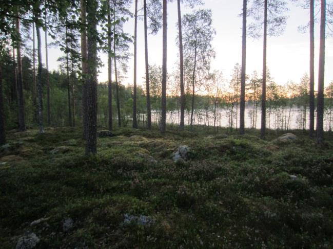 Soistuman länsipuolella on kuivan kankaan varttunutta harvapuustoista männikköä.