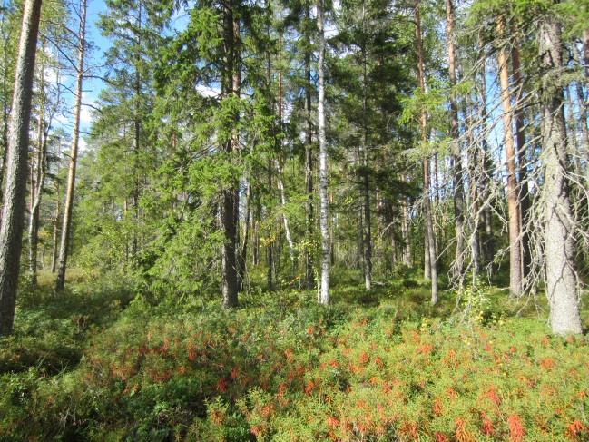 0-2 Seurantapaikka 7: Marjakankaan soistuma-kivikko Detektori sijoitettiin Syväjärven louhosalueelle, Marjakankaalla sijaitsevan pienen soistuman reunaan, jolla kasvaa harvassa matalaa mäntyä.
