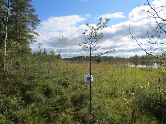 Seurantapaikan läheisyydessä on sammalpeitteistä lohkareikkoa ja kivikkoa sekä siirtolohkareita.