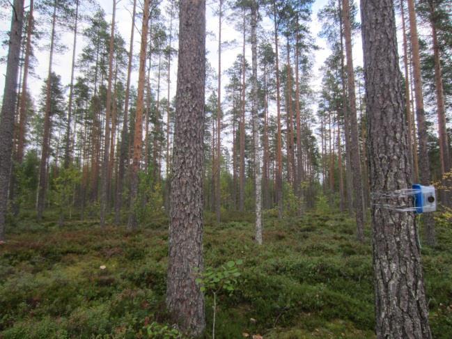 Detektori sijoitettiin soistuneelle kankaalle varttuneen talousmetsämännikön ja metsänuudistusalan reunaan. Metsäkoneen ajoura muodostaa puuttoman käytävän seurantapaikan viereen.