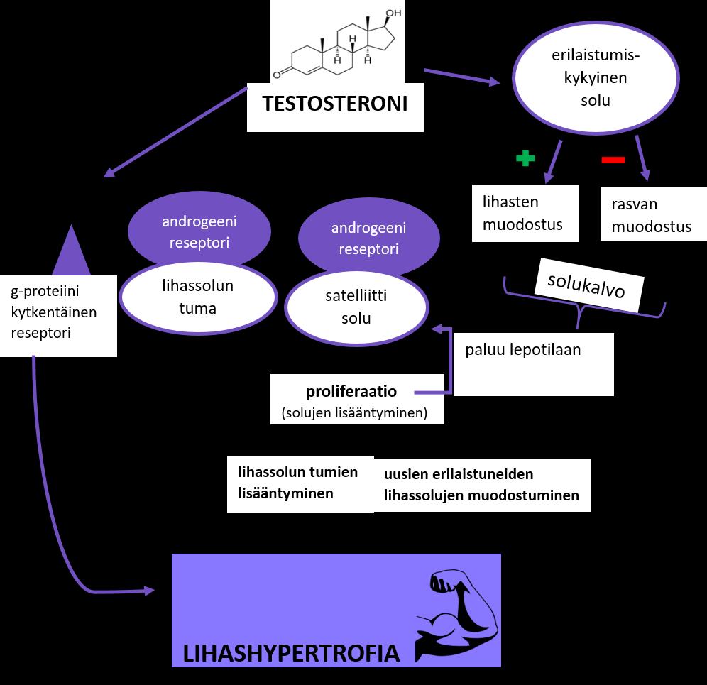 21 KUVA 1. Testosteronin vaikutusmekanismi luurankolihakseen.