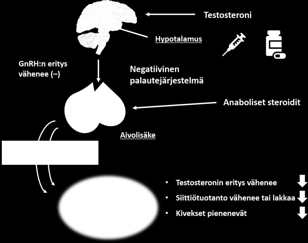 hormoni Anabolis-androgeenisten steroidien käytön lopettaminen voi saada aikaan vieroitusoireiden kaltaisen tilan, koska suurten annosten käytön loputtua saattaa ilmetä seksuaalisia häiriöitä,