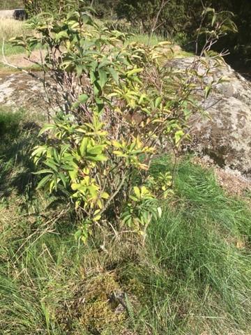 Vieraslajit, kuten punalehtiruusu (Rosa glauca), terttuselja (Sambucus racemosa) ja isotuomipihlaja (Amelanchier spicata), viihtyvät myös kalliokedolla, erityisesti länsi- ja eteläpuolella.