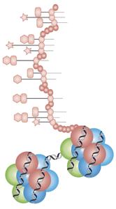 Integrate epigenomics datasets in multiple cell types 2. DNA methylation 3. DNA accessibility Epigenomic maps 1.