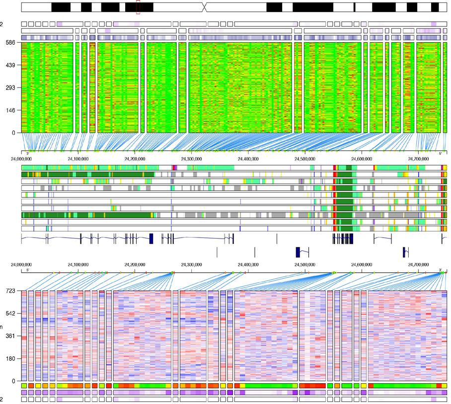 Variation in methylation patterns largely