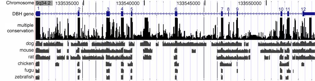 Evolutionary signatures reveal genes, RNAs, motifs Compare