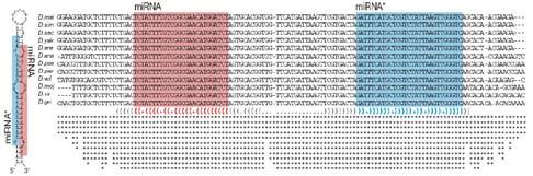 Compensatory changes - Silent G-U substitutions micrornas