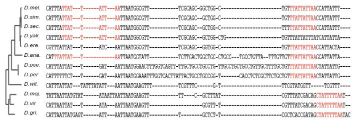 loops, pairs - Relationship with 3 UTR motifs Regulatory