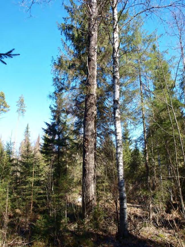 5 Puusto vaihtelevan ikäistä, kuusivaltaista. Liito-oravan ravintopuustoa vähän. 6 Pääosin varsin yksipuolista vanhaa ja nuorehkoa kuusivaltaista metsää. Paikoin haapoja.