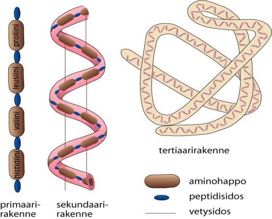 sykkyrälle (primaari-, sekundaari- ja tertiaarirakenne).