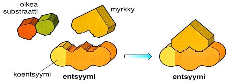 - Entsyymit ovat herkkiä ympäristölle (lämpötila, ph jne.) - Matalissa lämpötiloissa entsyymit toimivat hitaasti. - Eri eliöiden entsyymeillä eri optimilämpötila (ihmisellä n.