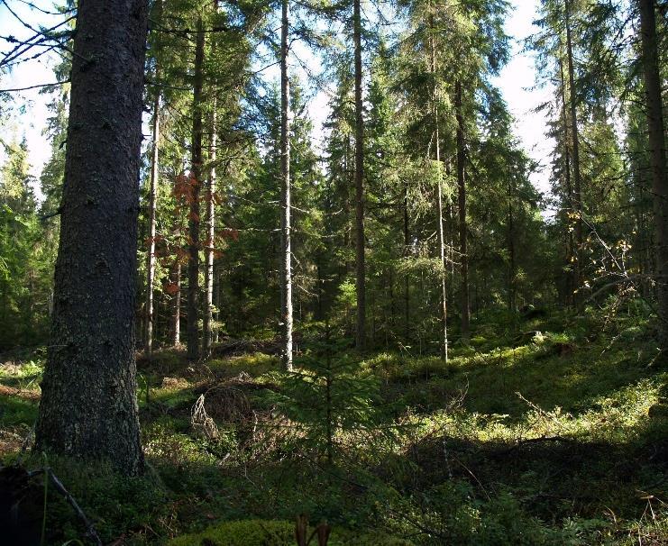 Metsien kasvua ja hakkuukertymiä voidaan lisätä Kasvua lisää Jalostettu