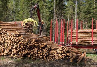 Kunnostusojitus Lannoittaminen Hakkuukertymiä lisää Taimikonhoito