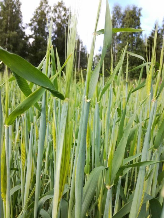 21.7.2017 tähkä tulossa 2.8.