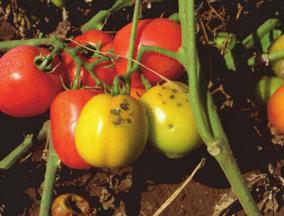 Xanthomonas spp. 9 (A type strains) = Xanthomonas euvesicatoria. Xanthomonas axonopodis pv. vesicatoria Vauterin et al. (1995). (C type strains) = Xanthomonas perforans.