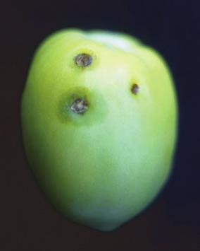 Phytosanitary categorization: All four species are EPPO A2 no. 157, EU Annex designation II/A2.