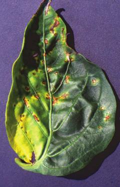 10 Diagnostics A B Fig. 3 (A,B) Bacterial spot lesions on pepper leaf (upper and lower surface). Extraction Two methods are recommended to extract bacteria from seeds (see Appendix 1).