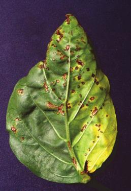 michiganensis), it may be practical to use one extraction method for all bacteria.