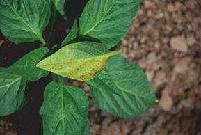 Xanthomonas spp. 11 A B C D Fig. 4 (A,B,C,D) Xanthomonas perforans leaf spot symptoms on pepper.