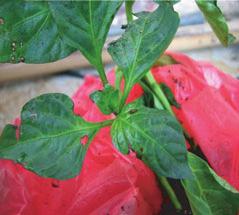 Hypersensitive reaction In order to avoid performing identification tests on saprophytes, a hypersensitive reaction (HR) test can be performed on bean pods (Klement &