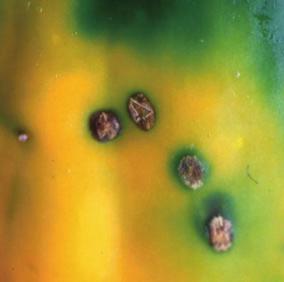 Every species tested creates a unique phenotypic fingerprint, which is automatically compared with a database created from 1200 aerobic species according to the manufacturer s instructions.