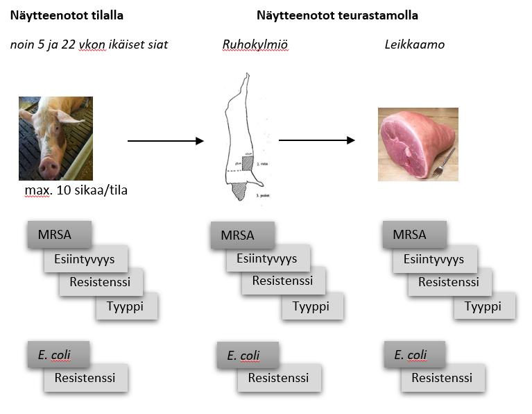 Näytteenotot ja mikrobiologiset tutkimukset TARKOITUKSENA Seurata MRSA:n ja resistenssin