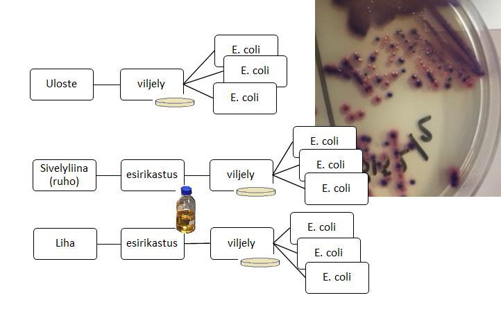 Näytteiden analysointi - E. coli Yhdestä näytteestä eristettiin max. 3 E.