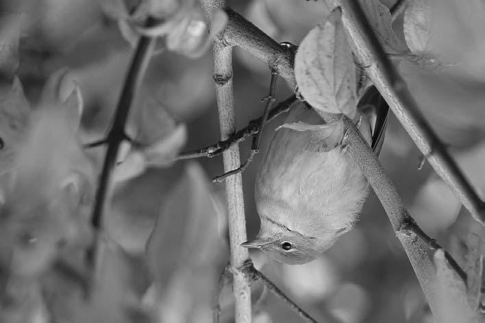 Lehtokerttu (Sylvia borin). Garden Warbler Rauno Yrjölä.