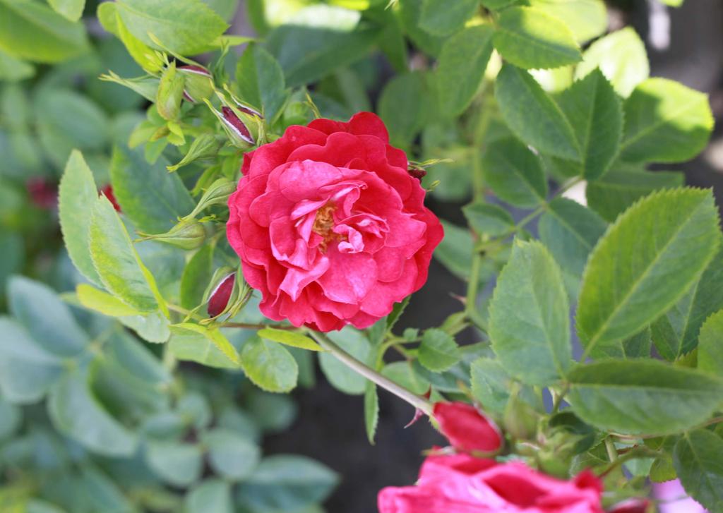 Rosa Nina Weibull Ruusut 2