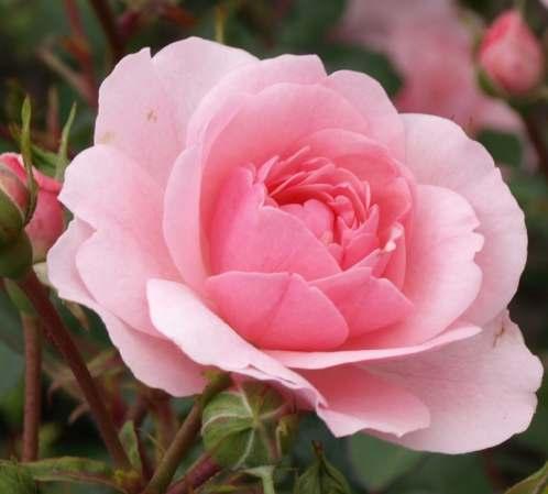 Rosa Schneewittchen Rosa