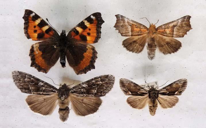 New finds of Lepidoptera from Finnish Lapland during years 1984 2014 About 44 % of the Finnish Lepidoptera occur in Lapland (i.e. the six northernmost biogeographical provinces Obb, Ks, Lkoc,Lkor, Le and Li of the northern boreal region).