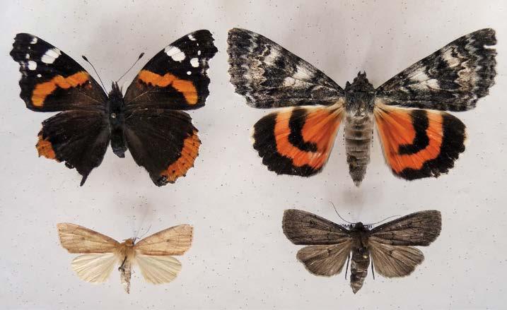 KUVA 3. Esimerkkejä perhosista, jotka levittäytyivät Lapissa vuosina 1984 2014.