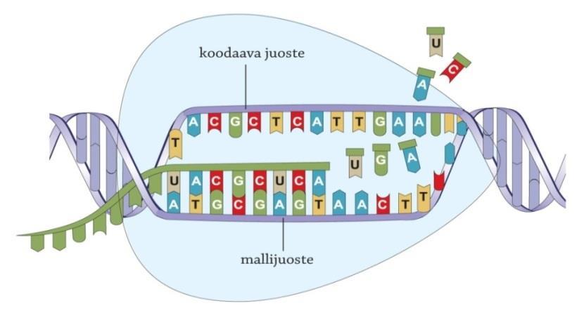 1. Transkriptio Proteiinisynteesin ensimmäinen vaihe - kun solu tarvitsee kyseisen geenin koodaamaa valkuaisainetta.