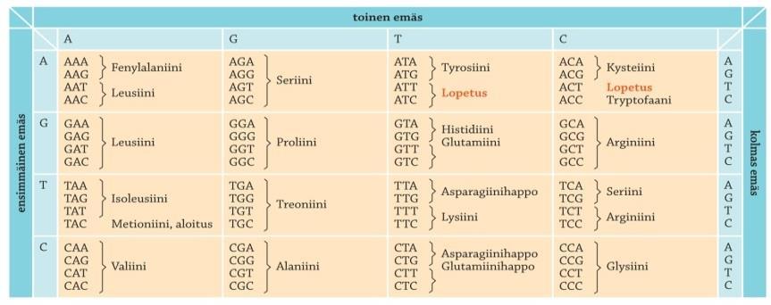 2. Translaatio Translaatio alkaa, kun lähetti-rna kiinnittyy ribosomiin solulimassa. Siirtäjä-RNAt kuljettavat aminohappoja ribosomille.