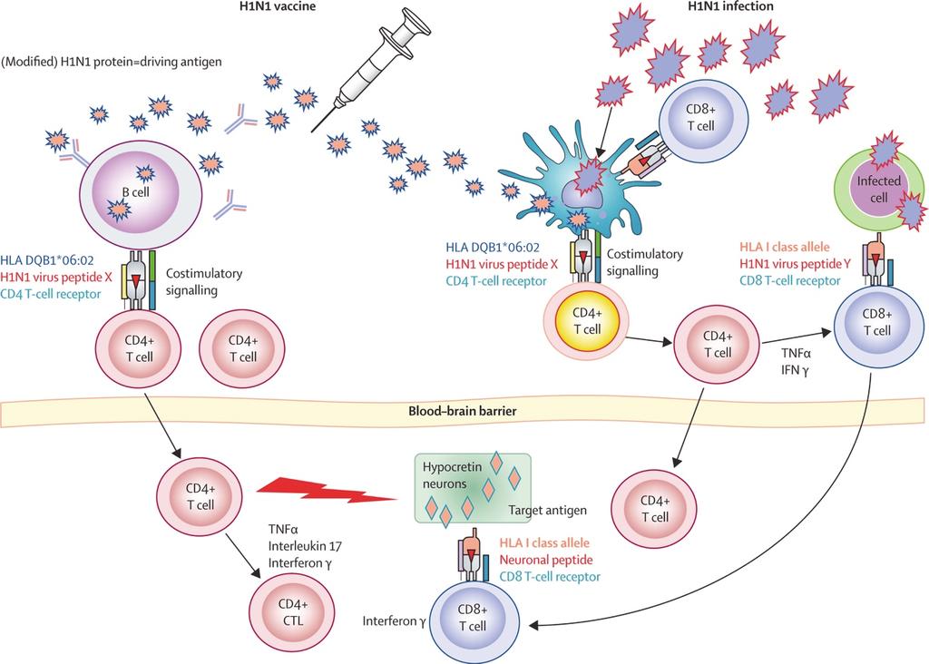 Figure.. Hypothetical model of pathogenesis of narcolepsy caused by H N vaccination or H N Figure 5. Hypothetical model of pathogenesis of narcolepsy caused by H1N1 vaccination or H1N1 infection.