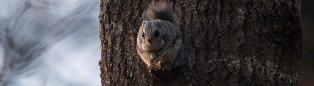 Imatran liito-oravat 2019 Juha
