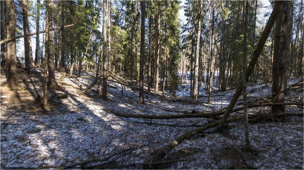 jossa haapaa kasvaa lähes yhtä paljon kuin