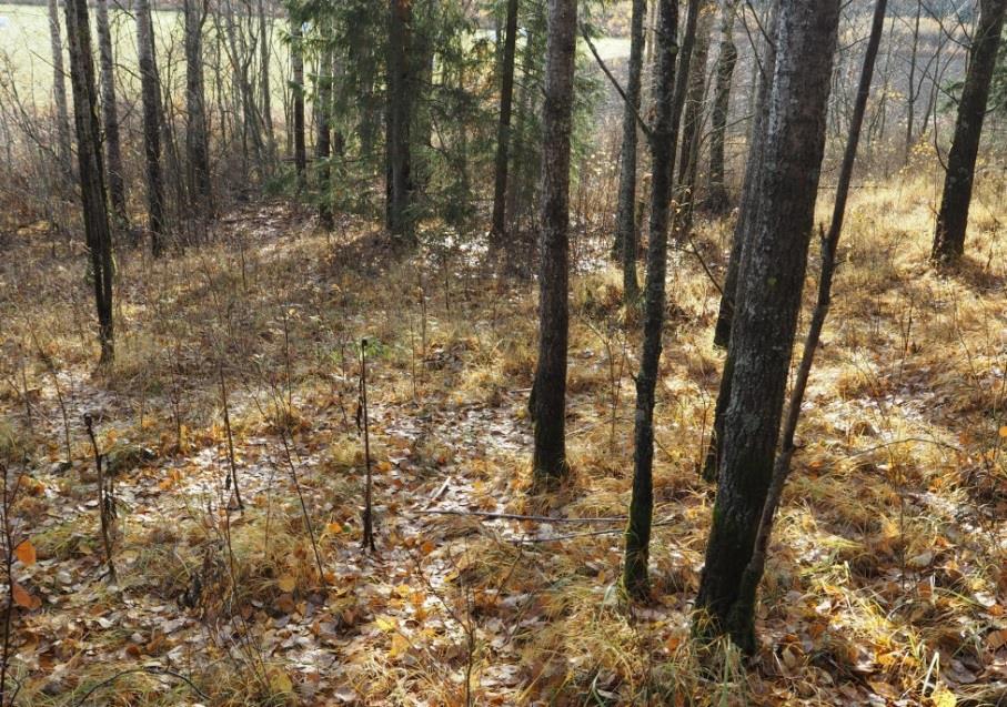 Kuva 2. Näkymä putkikirveen löytöpaikalle. Kuva: V. Hakamäki. Löytöpaikka 5 Keskusnupillisen messinkinapin löytöpaikka sijaitsee kauempana muista Asunsaaren löytöpaikoista.