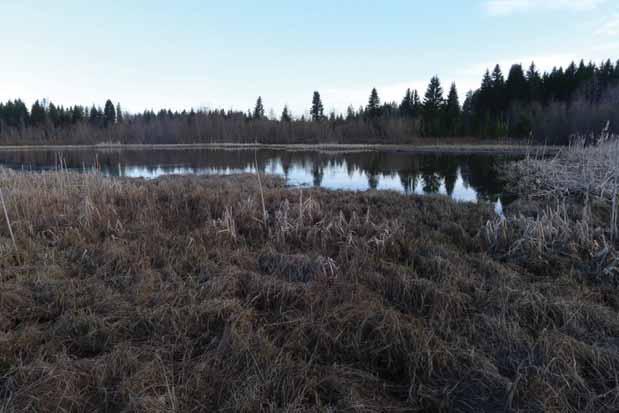 14 Kuva 4-5. Purnunlampi toukokuussa viitasammakkoselvityksen maastotöiden aikana. 4.5.4 Haapajoki (d) Haapajoki laskee Isolahden eteläosaan ja joen mukanaan tuoma liete on muodostanut alueelle laajan suiston.