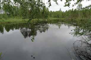 alueella on kolme kluuvivaiheensa ohittanutta lampia.