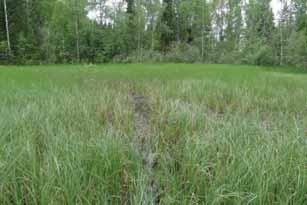 harmaasaraa, järvikortetta ja okarahkasammalta (Sphagnum squarrosum).