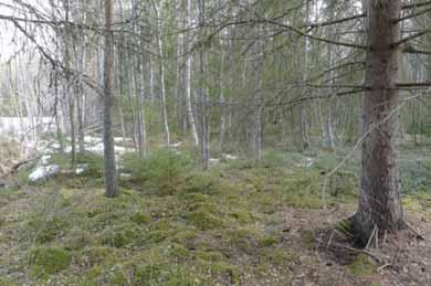 Oikea kuva on otettu pohjoisessa sillä kohdalla, jolla kuusikko rajoittuu koivikkoon.