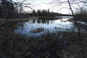 37 6.3 Viitasammakko (Rana arvalis) Viitasammakko ei ole Suomessa uhanalainen. Laji on kuitenkin rauhoitettu ja EU:n luontodirektiivin liitteen IV (a) laji.