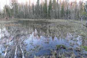Suunnittelualueelle tehtiin viitasammakkojen maastokartoituksia aikavälillä 13.5.