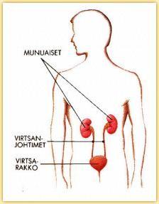 Jonkin aikaan munuaisten vajaatoimintaa voidaan hoitaa dieetillä ja lääkkeillä.