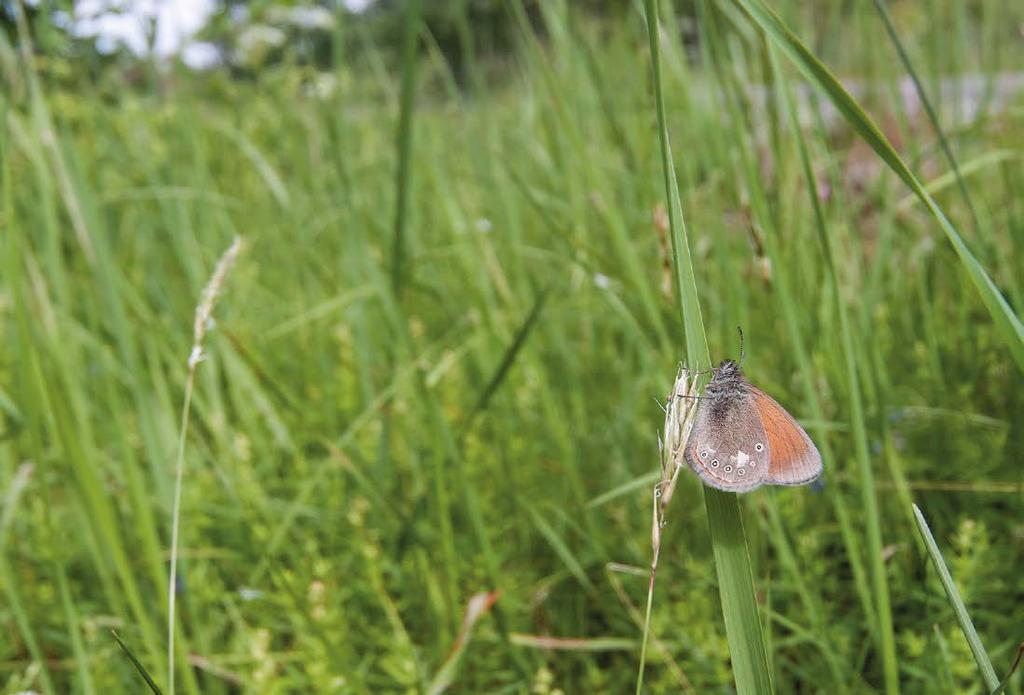 JUHA JANTUNEN Idänniittysilmä (Coenonympha glycerion) jäi edellisen kerran seurannassa alle tuhannen yksilön 21 vuotta sitten (1993). seurannalle uusia.