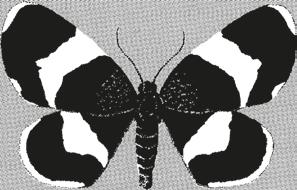 Baptria PÄÄKIRJOITUS Itsekriittisyys, havainnontekijän perushyve Hyönteisharrastajat tekevät luonnosta paljon havaintoja. Parhaassa tapauksessa havainnot päätyvät ennen pitkää yleiseen tietoisuuteen.
