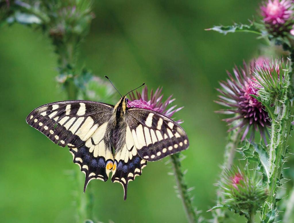 Valtakunnallinen päiväperhosseuranta 2014 Kimmo Saarinen JUHA JANTUNEN Ritarista (Papilio machaon) kertyi kesän 2014 yleisökyselyn myötä yli 80 uutta havaintoruutua.